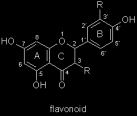 - velká skupina látek, vyskytujících se ve většině drog I) FLAVONOIDY Biosyntéza: - malonyl-coa + cinamoyl-coa - kondenzace, chalkosyntéza - výchozí látka pro další typy flavonoidů CHALKON (kruh A