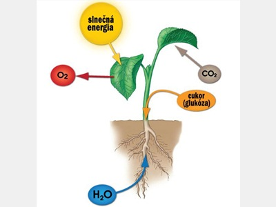 V přírodě kyslík do ovzduší uvolňují rostliny chemická reakce - FOTOSYNTÉZA 6 CO2 + 6 H2O C6H12O6 + 6 O2 - energie chlorofyl K