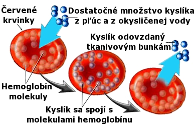 LÉKAŘSTVÍ kyslík v našem těle přenáší červené krvinky, v nich se váže na bílkovinu hemoglobin, který obsahuje kation železa kyslík je nutný ke správné