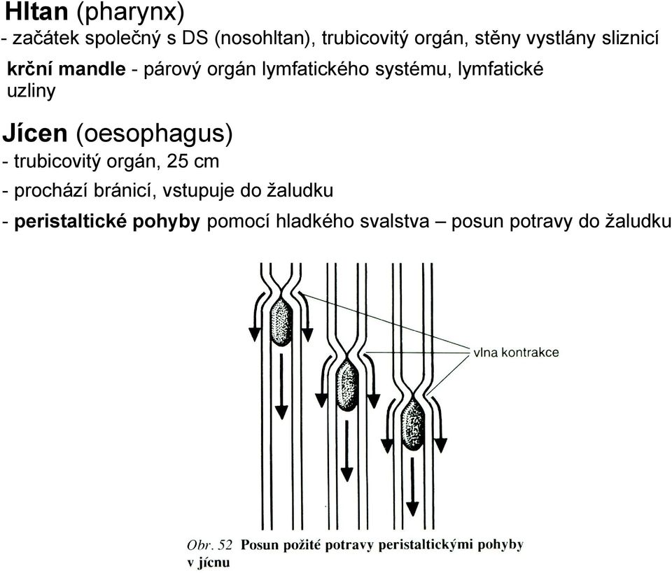 uzliny Jícen (oesophagus) - trubicovitý orgán, 25 cm - prochází bránicí,