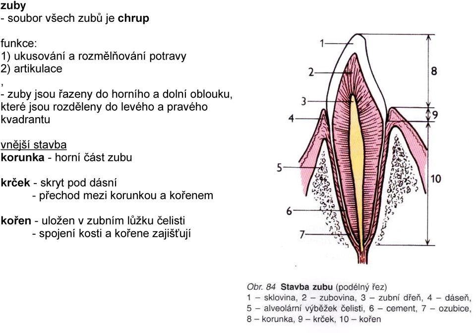 a pravého kvadrantu vnější stavba korunka - horní část zubu krček - skryt pod dásní -