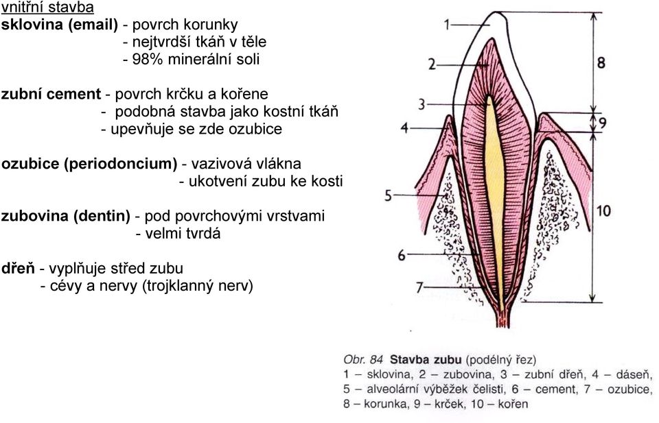 ozubice ozubice (periodoncium) - vazivová vlákna - ukotvení zubu ke kosti zubovina (dentin) -