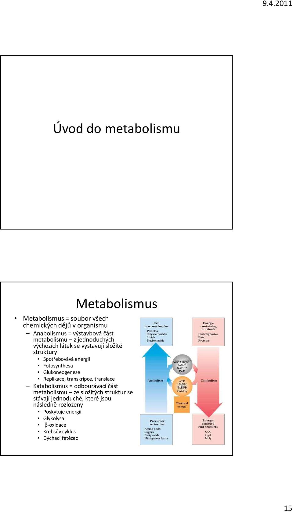 Glukoneogenese Replikace, transkripce, translace Katabolismus = odbourávacíčást metabolismu ze složitých struktur se