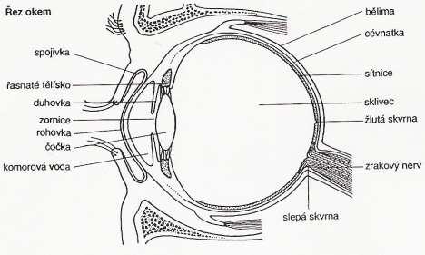 Viditelné Zrakové - Imaginární Kritériem jsou orgány, které se na vidění