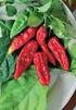 Paprika. Paprika je významnou listovou, cibulovou, kořenovou, plodovou zeleninou (vše co je špatně škrtni) Dozrálé plody papriky mají barvu