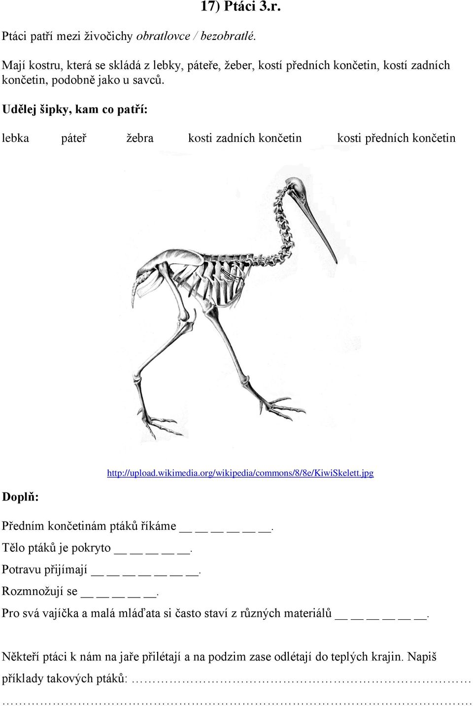Udělej šipky, kam co patří: lebka páteř žebra kosti zadních končetin kosti předních končetin http://upload.wikimedia.org/wikipedia/commons/8/8e/kiwiskelett.