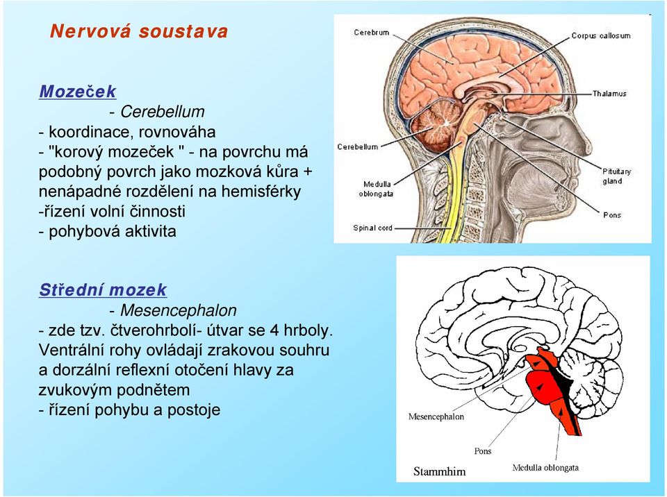 Střední mozek - Mesencephalon - zde tzv. čtverohrbolí- útvar se 4 hrboly.