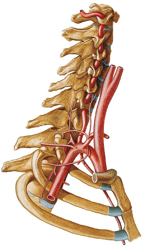 Arteria subclavia apertura thoracis superior sulcus arteriae
